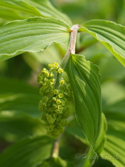 Smilacina racemosa1.JPG